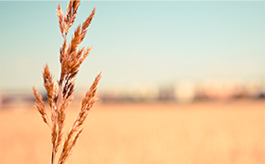 轰炸电话网页版